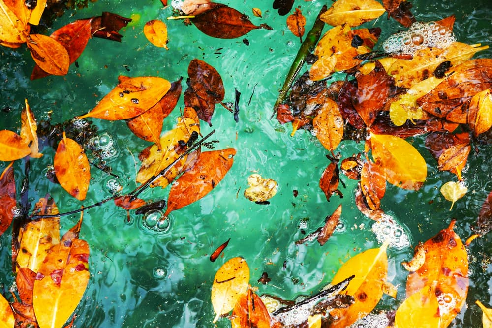Herbstlaub auf der Wasseroberfläche - Zeit für die Grundreinigung